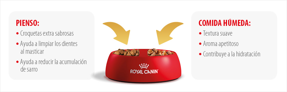 Pienso y comida húmeda para una alimentación completa