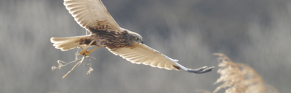 Błotniak Stawowy w locie (źródło: Ptaki Polskie, fot. Cezary Korkosz)