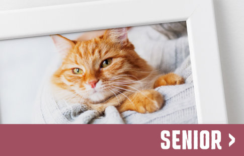 Etapele vieții la pisici: Senior