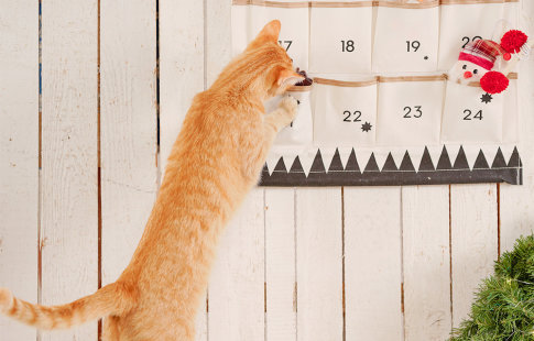 Zrób to sam - kalendarze adwentowe dla kotów