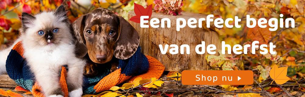 Een perfect begin van de herst