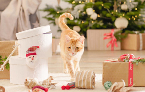 Karácsony macskával: Tippek a biztonságos ünnepléshez