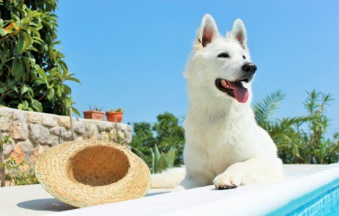Kan hunder bli solbrent?