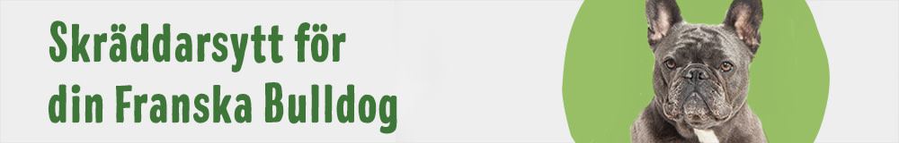 Franska Bulldog