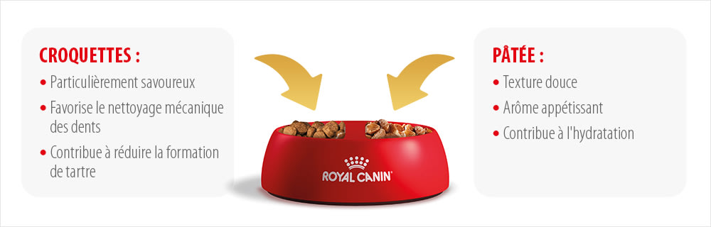 nourriture royal canin pour chat 