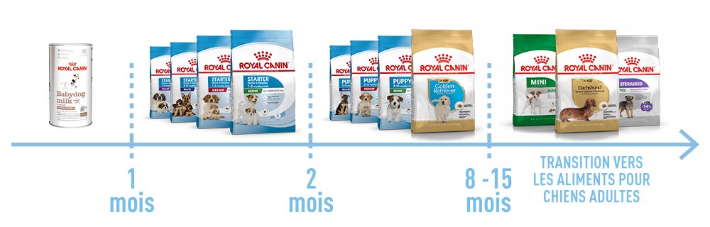 Étapes de croissance du chiot