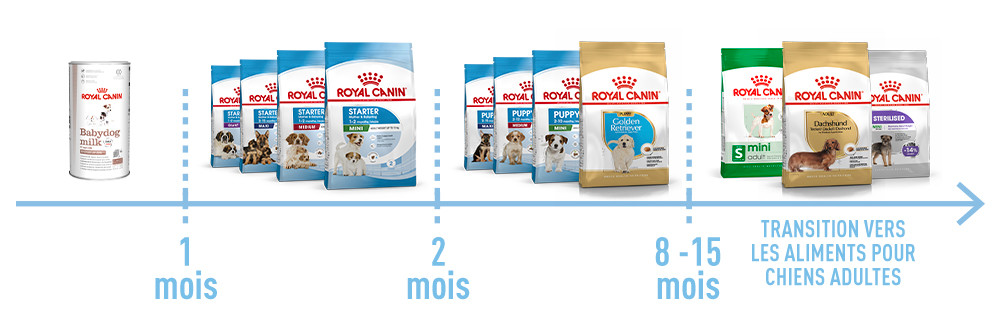 Étapes de croissance du chiot