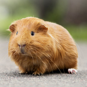 Cavia voer