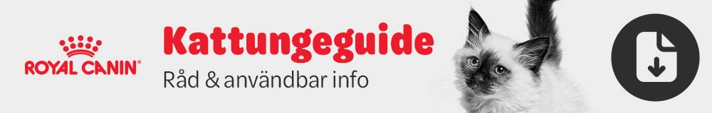 Kattungeguide