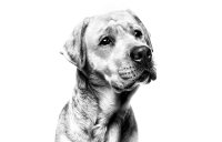 Royal Canin Labrador