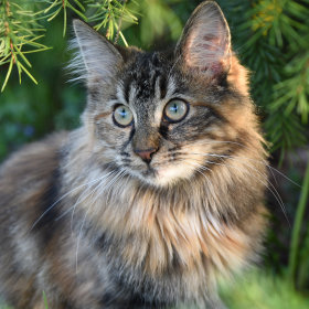 Norveška gozdna mačka