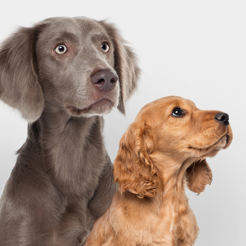 Nourriture chien & friandises