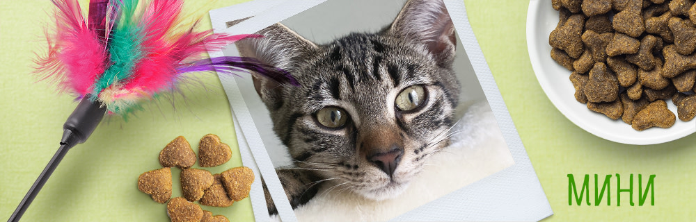 Мини - нашата лакомница