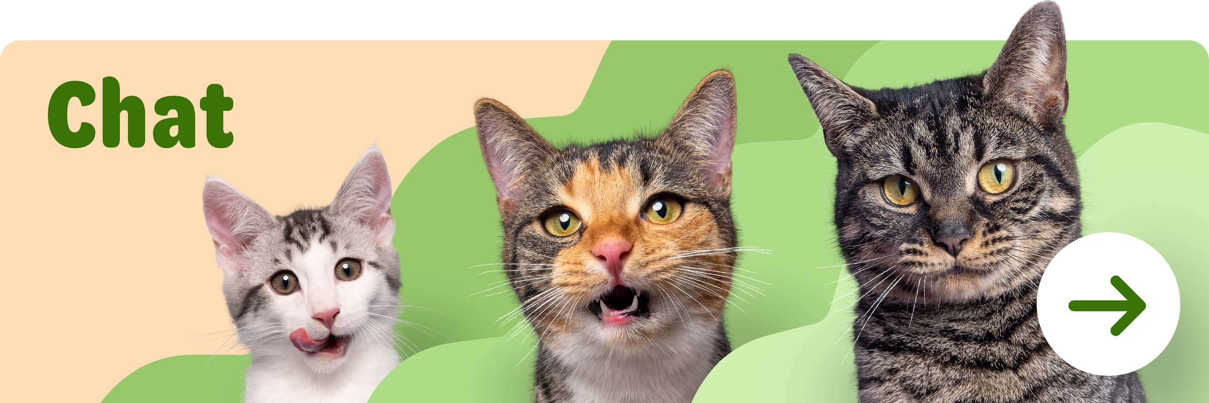  Lifestages pour chat
