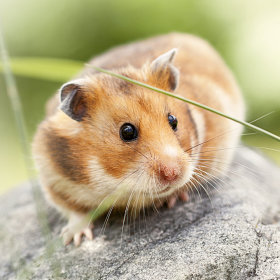 Kooiaccessoires - hamster