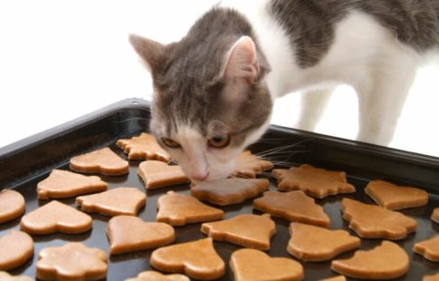 🍪 Ψήστε Σπιτικά Μπισκότα Γάτας