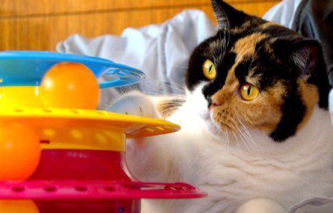 Trixie Turn de jucărie pentru toate pisicile curioase