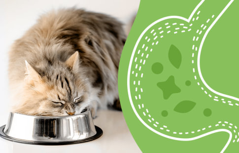 Matsmältningsproblem hos katter