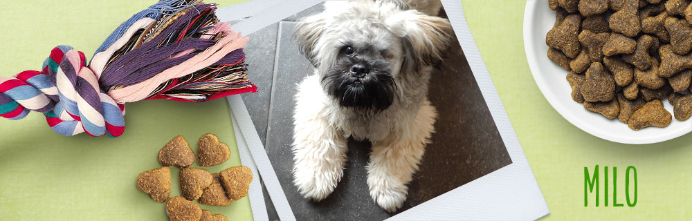 zooplusdogs-Milo  Banner