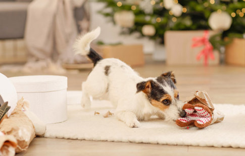 Karácsony kutyával: Tippek a biztonságos ünnepléshez