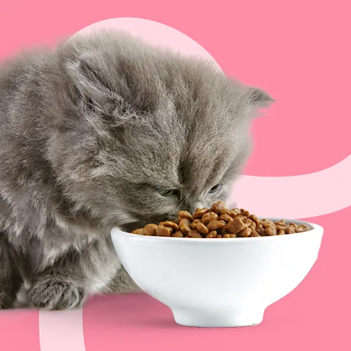 Kitten Erstausstattung Futter und Zubehör