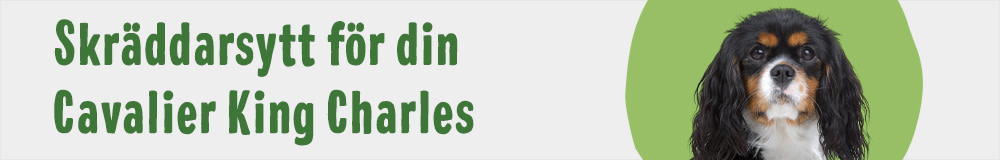 Cavalier King Charles