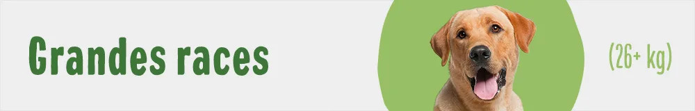 Grandes races
