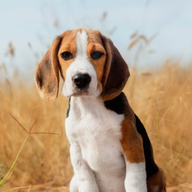 Beagle