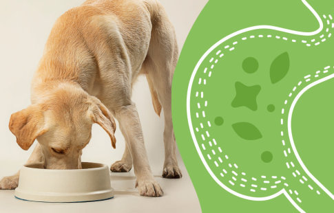 Matsmältningsproblem hos hundar