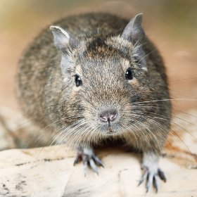 Degu