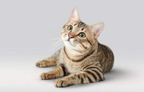 Découvrez les croquettes de la gamme Affinity Advance Veterinary Diets pour chat