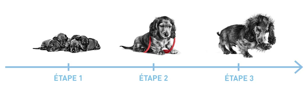 Étapes de croissance du chiot
