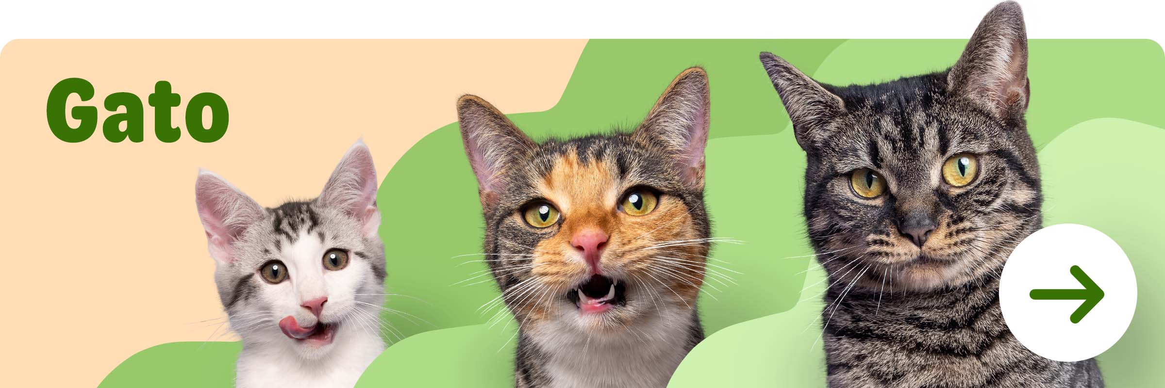 Etapas de la vida de un gato