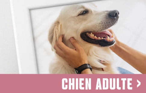 Life Stage chien adulte