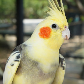 Nourriture pour oiseau