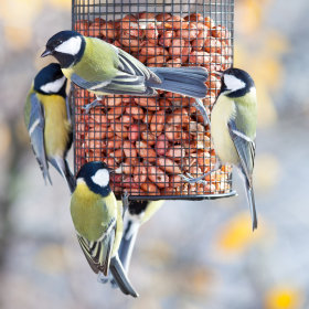 Snacks und Naschereien für Wildvögel