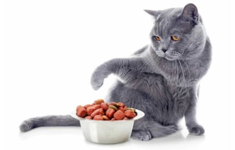 Změna stravy pro kočky