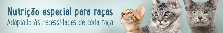 nutrição e acessórios adaptado às raças de gatos