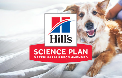hill's science plan para cães e gatos