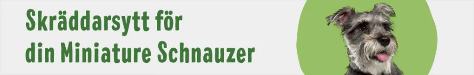 Dvärgschnauzer/Miniature schnauzer