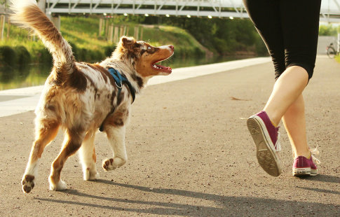 Comment courir avec son chien ?