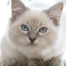 Ragdoll