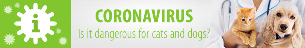 Information about Coronavirus