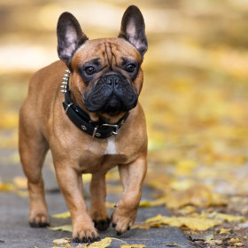 Hundefutter Französische Bulldogge