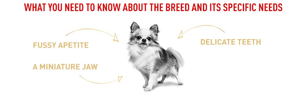 The specific needs of the Chihuahua