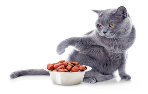 Alterar a alimentação dos gatos