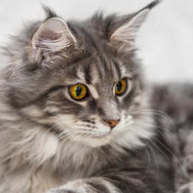 Futter für Maine Coon Katzen