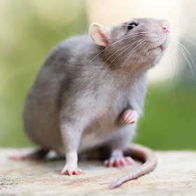 Kooiaccessoires - ratten