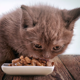 Kitten Food