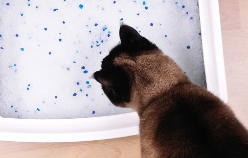 Comparatif de litières pour chat : avantages et inconvénients